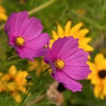 Lisas pink flowers