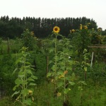 More sunflowers